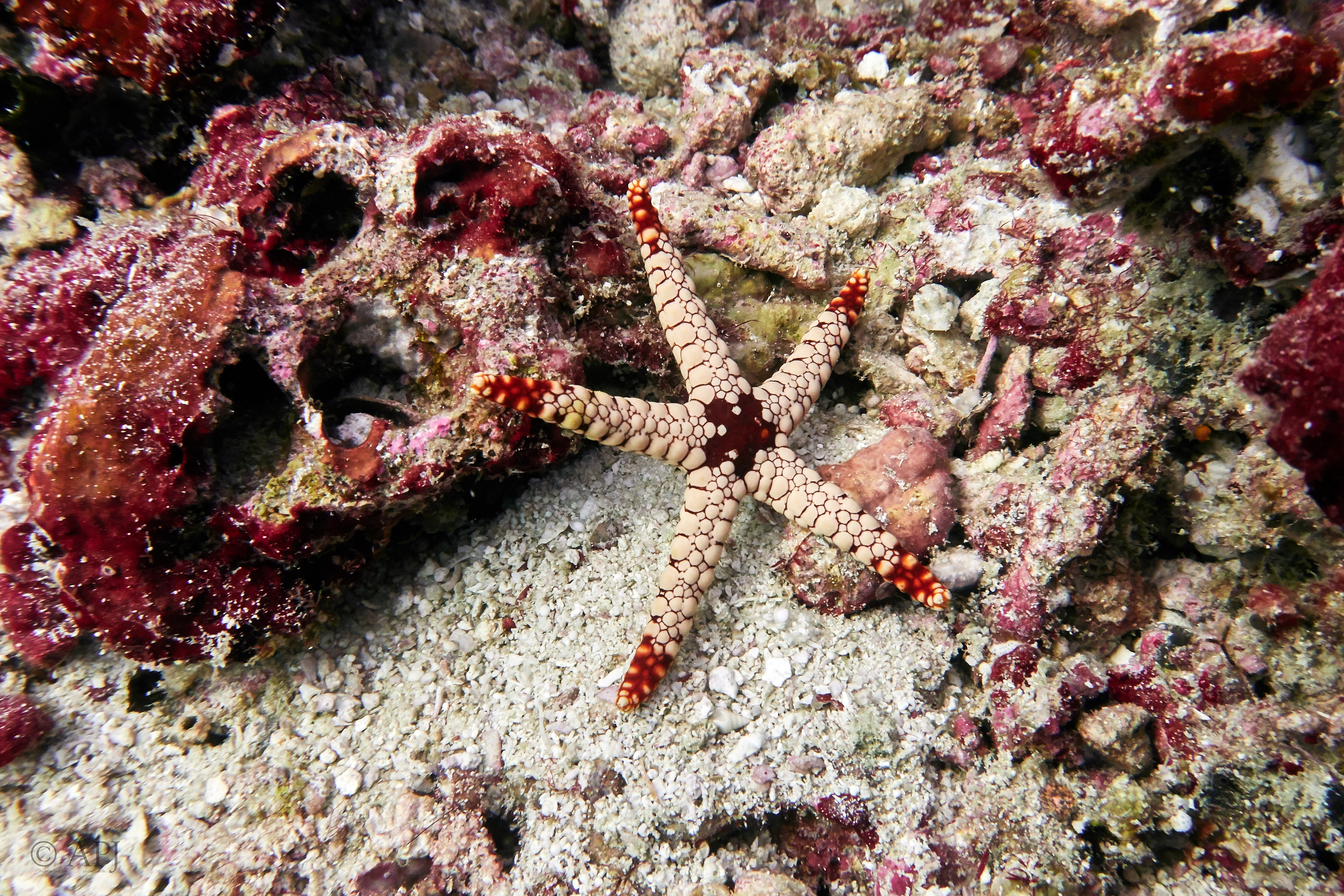 001014 16 08 17  Canon PowerShot G7 X Mark II   Malediven2017